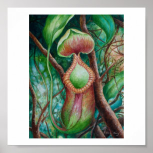 Affiche d'art d'aquarelle de Marcophylla de Nepent