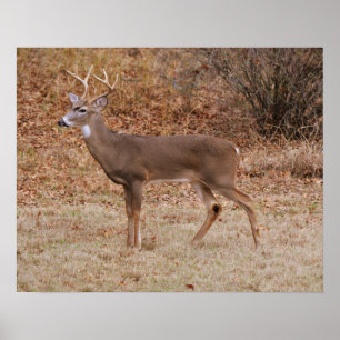 Affiche d'art de cerf mâle de la saison d'automne