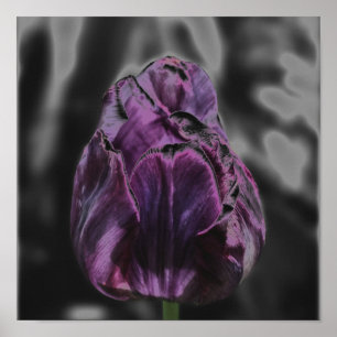 Affiche d'art de fleur abstraite de tulipe violett