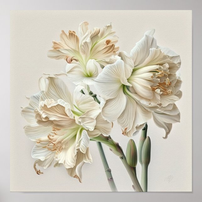 Affiche d'art de fleur d'Amaryllis blanche (Devant)