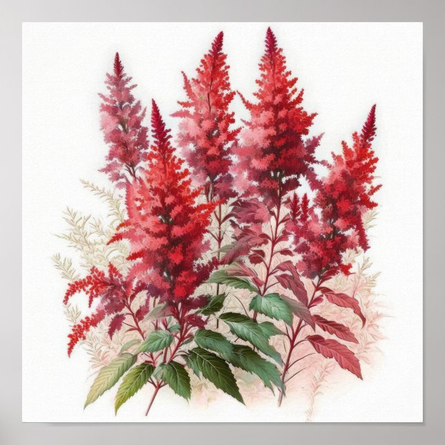 Affiche d'art de fleur d'Astilbe rouge (Devant)