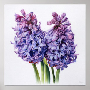 Affiche d'art de fleur de jacinthe violette