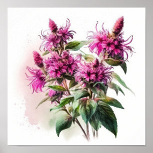 Affiche d'art de fleur de monarde rose