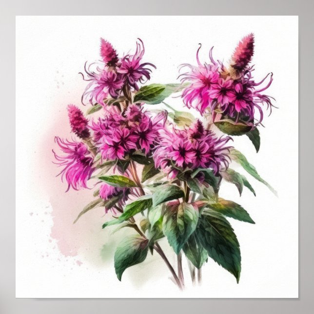 Affiche d'art de fleur de monarde rose (Devant)