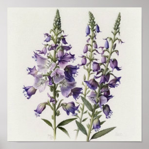 Affiche d'art de fleur de pied-d'alouette pourpre