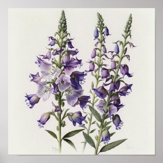 Affiche d'art de fleur de pied-d'alouette pourpre (Devant)