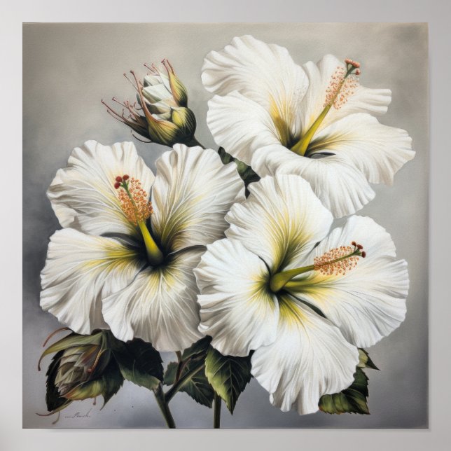 Affiche d'art de fleur d'hibiscus blanc (Devant)