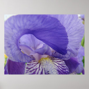 Affiche d'art de fleur d'iris pourpre Impressions