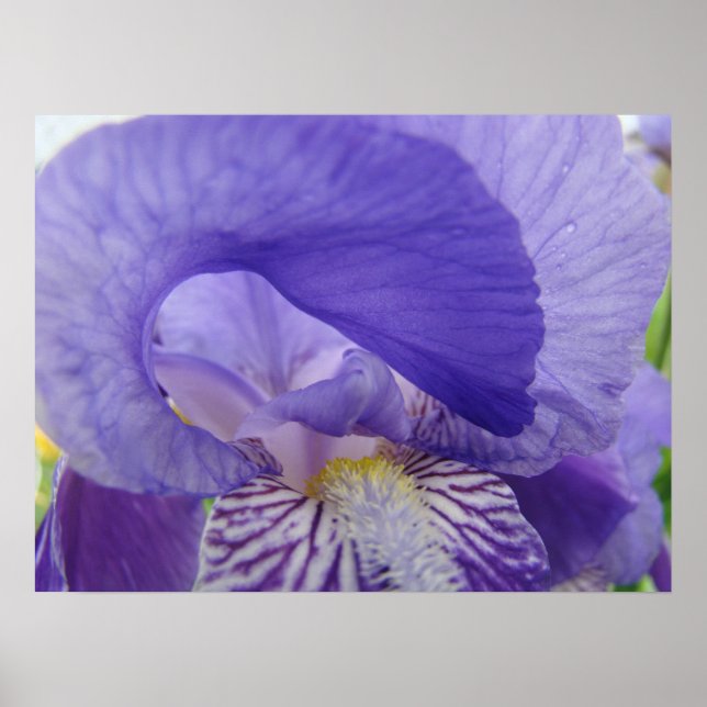 Affiche d'art de fleur d'iris pourpre Impressions  (Devant)
