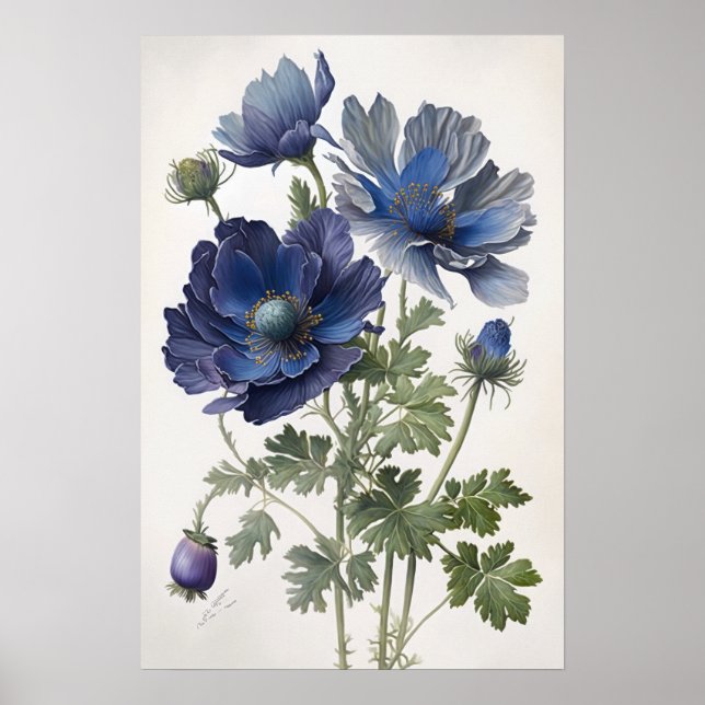 Affiche d'art de fleurs d'anémone bleue (Devant)