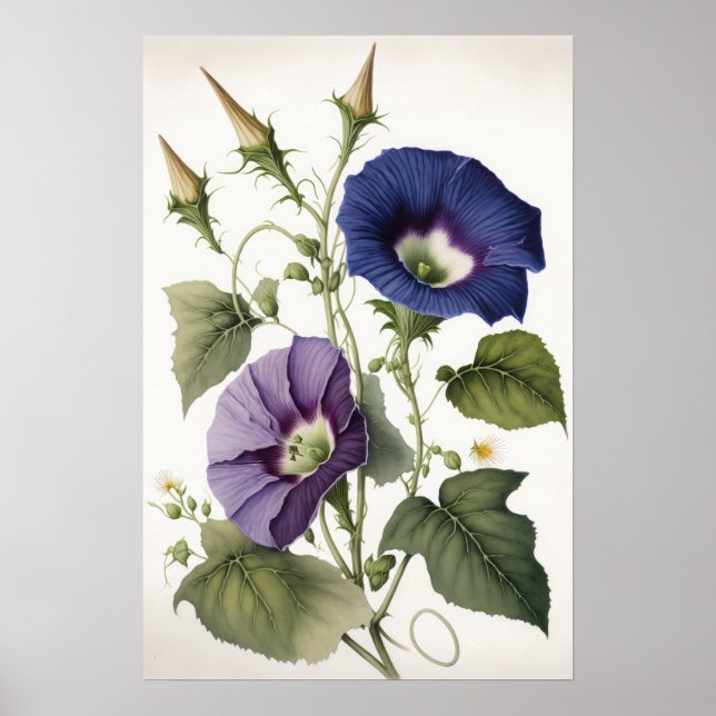 Affiche d'art de fleurs de gloire du matin violet (Devant)