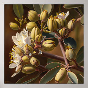 Affiche d'art de fleurs de Jojoba blanches