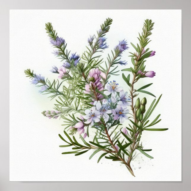 Affiche d'art de fleurs de romarin bleu (Devant)