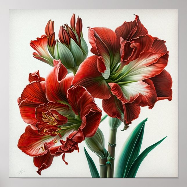 Affiche d'art de la fleur d'amaryllis rouge (Devant)