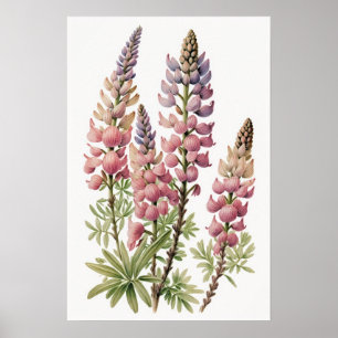 Affiche d'art de la fleur de lupin rose