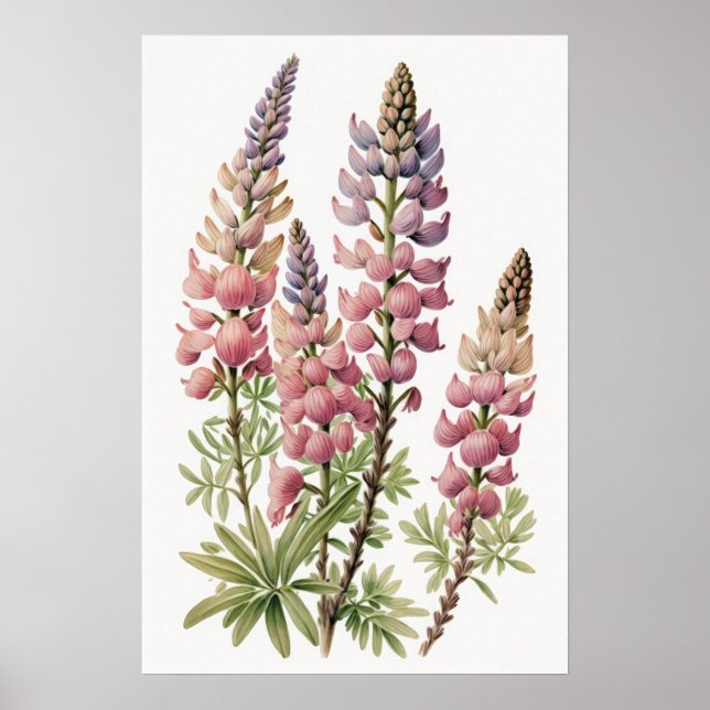 Affiche d'art de la fleur de lupin rose (Devant)