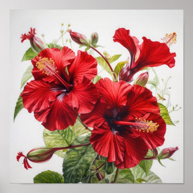 Affiche d'art de la fleur d'hibiscus rouge (Devant)