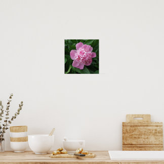 Affiche d'art de photographie de fleur de pivoine