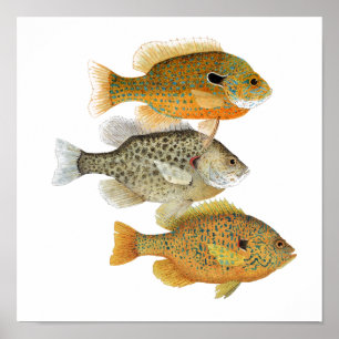 Affiche d'art de Sunfish
