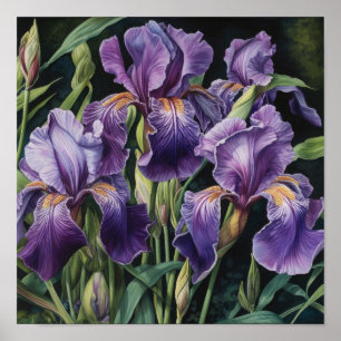 Affiche d'art d'impression de fleurs d'iris violet