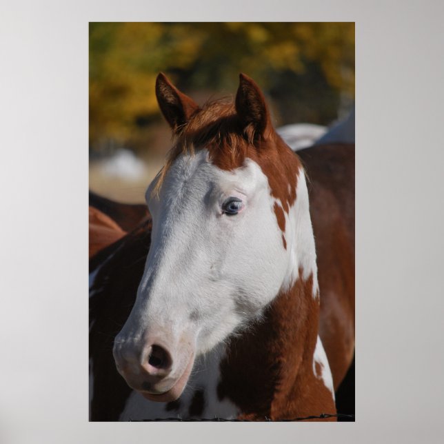 Affiche d'art d'impression Western Piebald Pinto C (Devant)