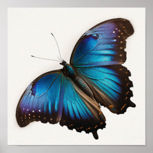 Affiche d'art du papillon Morpho Bleu