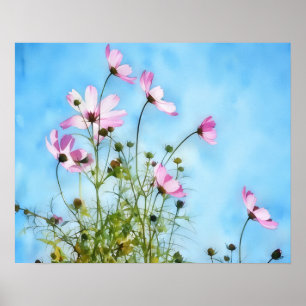 Affiche d'art floral Fleurs de Cosmos roses