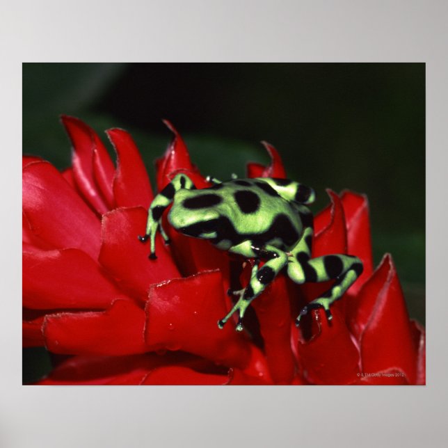 Affiche Dart frog 2 (Devant)