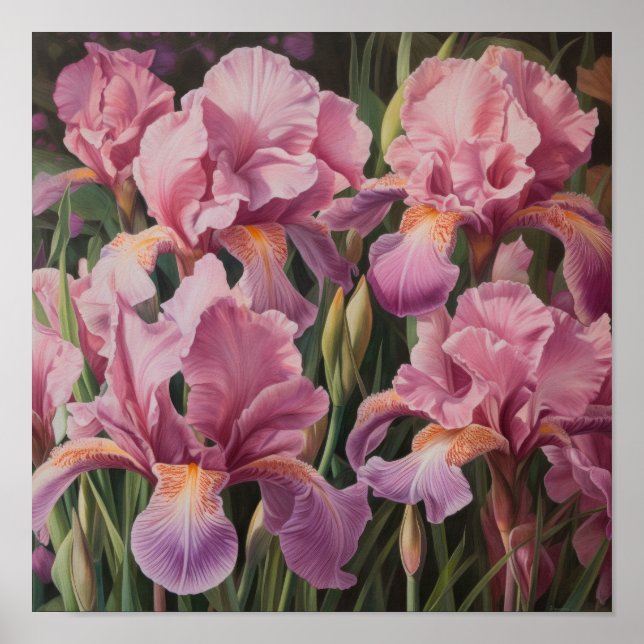Affiche d'art imprimé Fleurs d'Iris Roses (Devant)