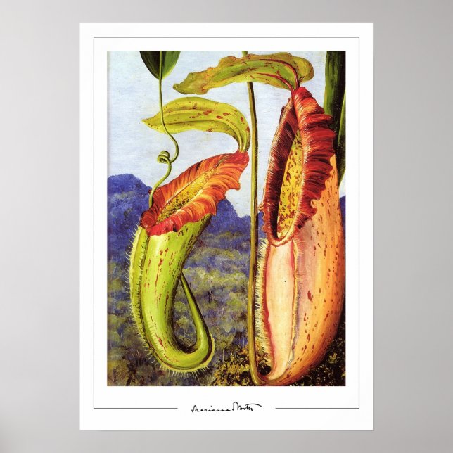 Affiche d'art Marianne North Zedign #1 (Devant)