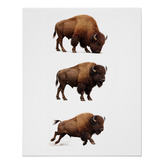 Affiche d'art mural de la faune de bison (Devant)