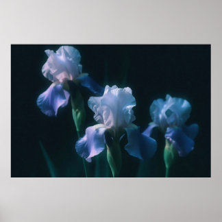 Affiche d'art mural floral Iris Bleu