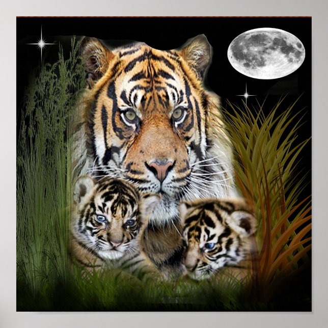 Affiche d'art tigre (Devant)
