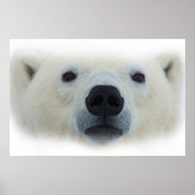 Affiche d'art unique de ours polaire chic (Devant)