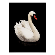 Affiche d'art vintage Cygne Blanc