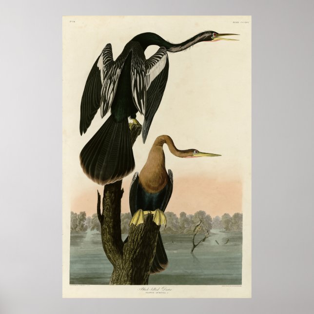 Affiche Darter à ventre noir d'Audubon Birds of America (Devant)