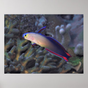 Affiche Dartfish II décoré