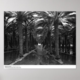 Affiche Date Palm Grove pendant l'irrigation, 1966