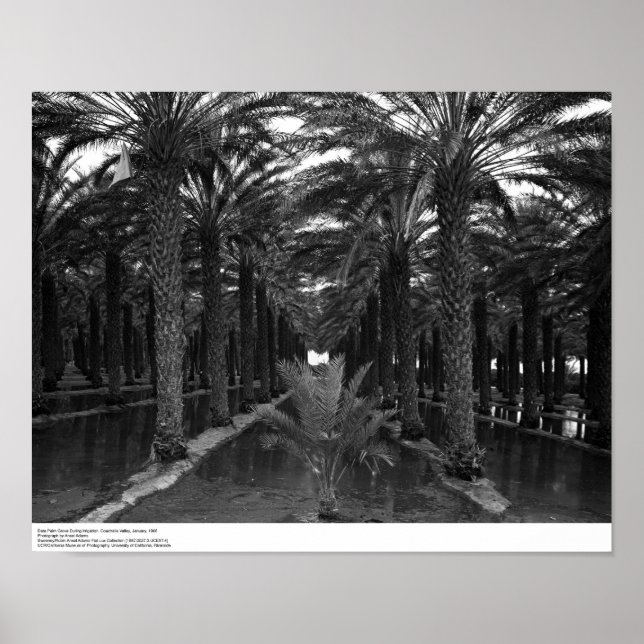 Affiche Date Palm Grove pendant l'irrigation, 1966 (Devant)