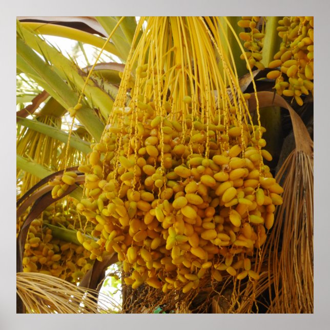 Affiche Dates sur l'affiche des palmiers (Devant)