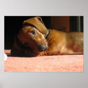 Affiche Dauchshund