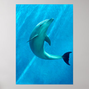 Affiche Dauphin