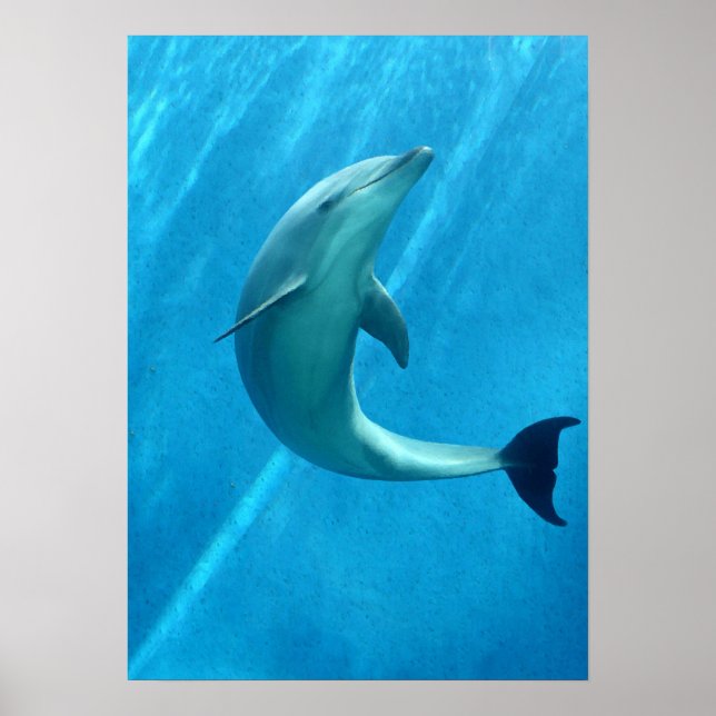 Affiche Dauphin (Devant)