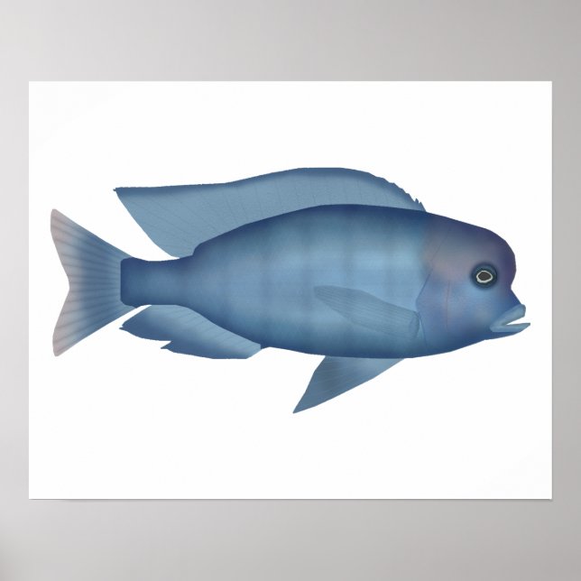 Affiche Dauphin bleu Cichlid (Devant)