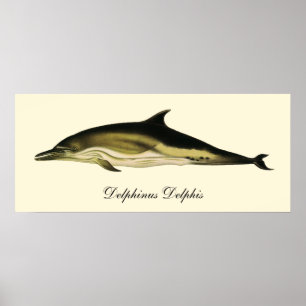 Affiche Dauphin Delphinus Delphis, Animaux Marins Vintage