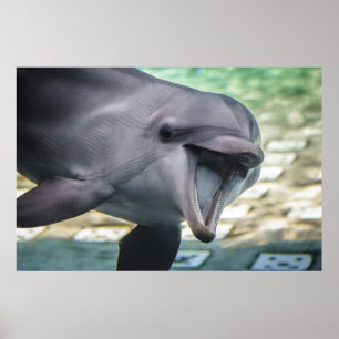 Affiche Dauphin des images   de Getty