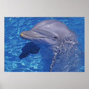 Affiche Dauphin en voie d'ébullition, Truncatus Tursiops