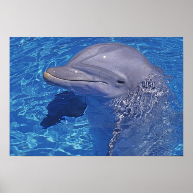 Affiche Dauphin en voie d'ébullition, Truncatus Tursiops (Devant)