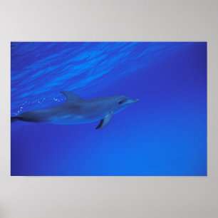 Affiche dauphin tacheté des Caraïbes, Bahamas