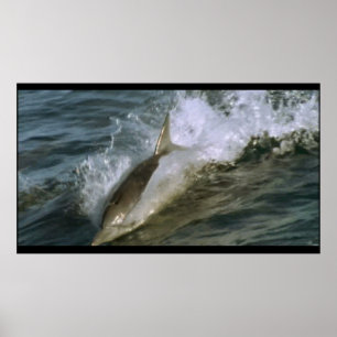 Affiche Dauphin Wild Bottlenose